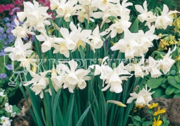 Narcissus triandrus Thalia 12/14