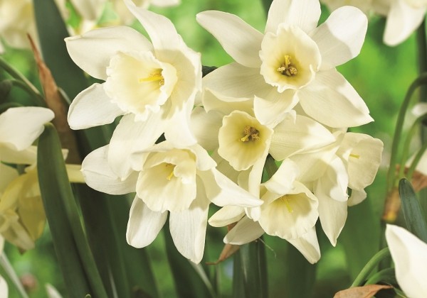 Narcissus triandrus Starlight Sensation 12/14