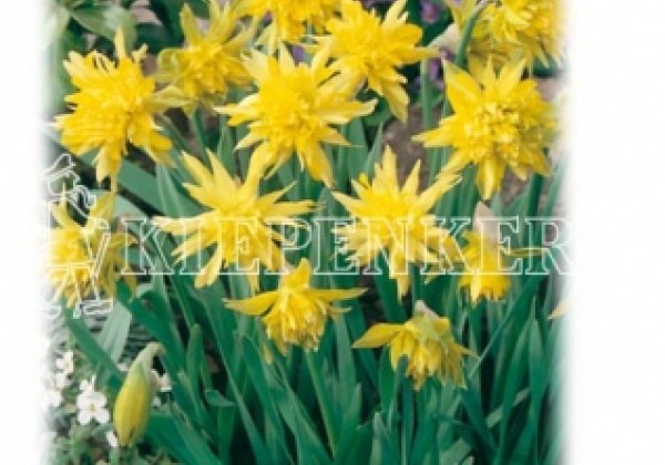 Narcissus minor Rip Van Winkle 10/+