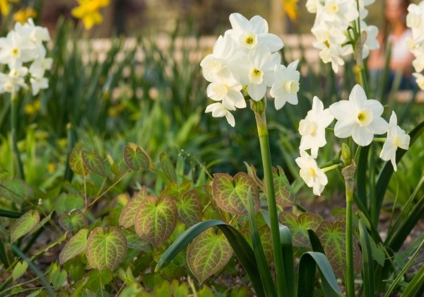 Narcissus triandrus Silver Chimes 12/14