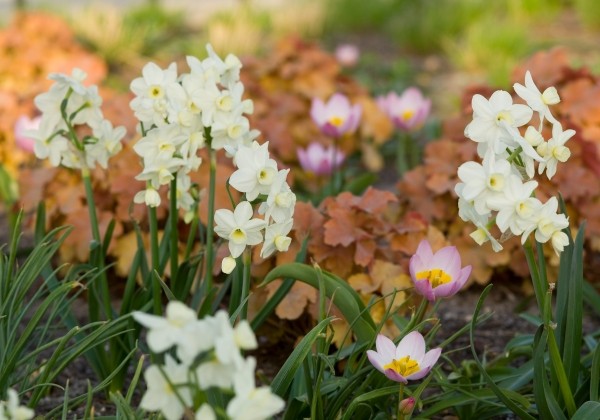 Narcissus triandrus Silver Chimes 12/14