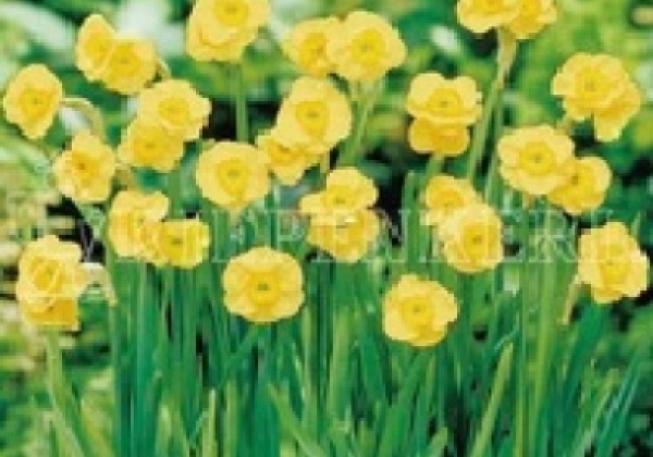Narcissus jonquilla Sun Disc 10/+