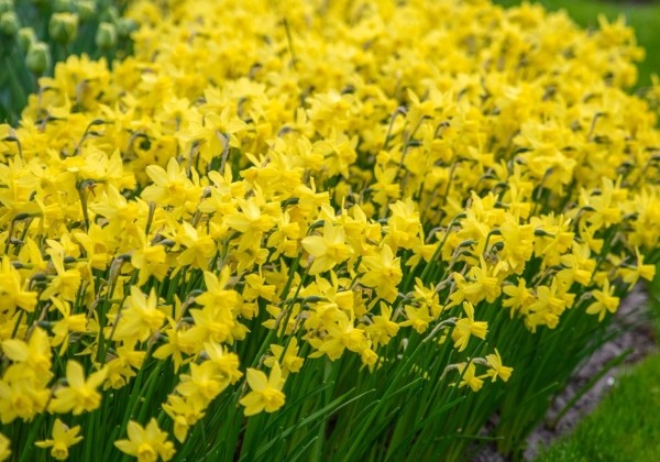 Narcissus, daudzziedu Yellow Sailboat 10/12