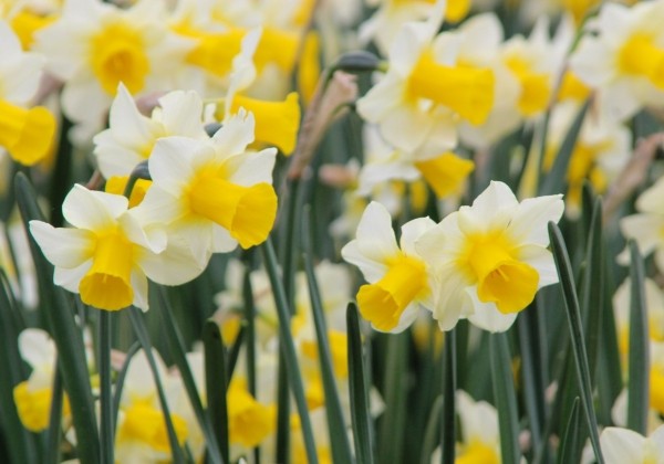 Narcissus, daudzziedu Golden Echo 12/+