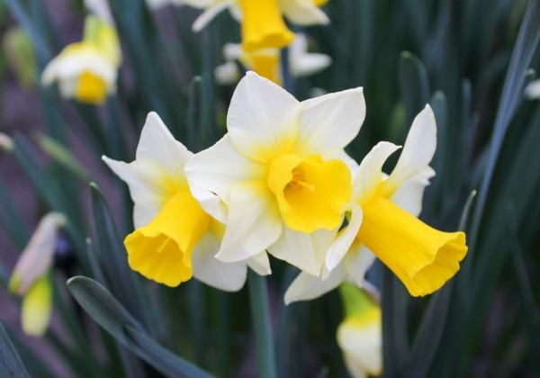 Narcissus, daudzziedu Golden Echo 12/+