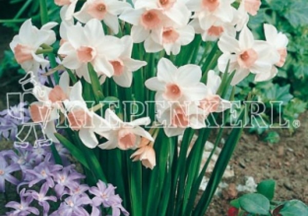 Narcissus jonquilla Bell Song 12/14