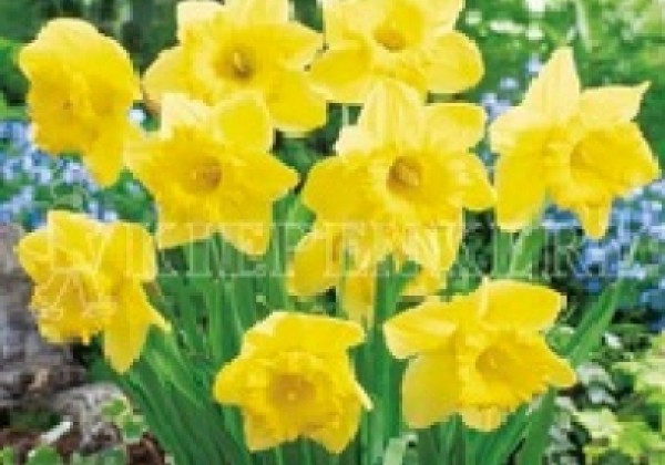 Narcissus obvallaris 10/12