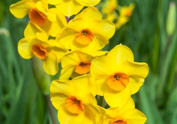 Narcissus, daudzziedu Kedron 12/14