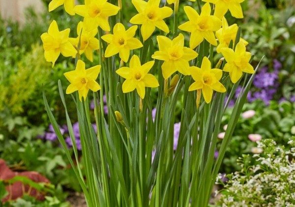 Narcissus, daudzziedu Marie Curie Diamond 12/14