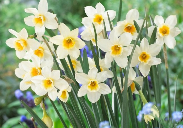 Narcissus jonquilla Sweet Love 12/+
