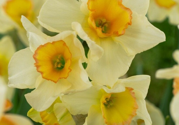 Narcissus, daudzziedu Yazz 10/12