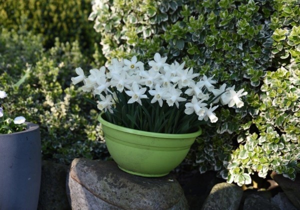 Narcissus, trompešu Ice Baby 8/+
