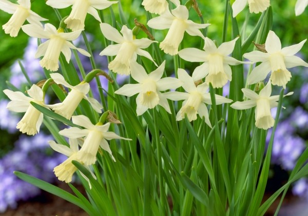 Narcissus, trompešu Elka 7/8