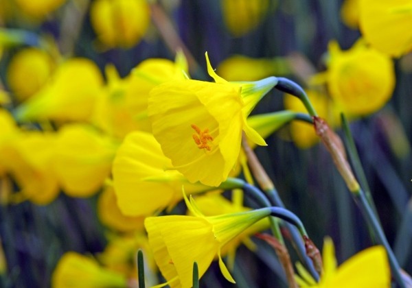 Narcissus, botāniskā Casual Elegance 7/8