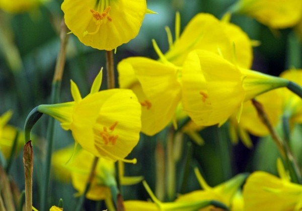 Narcissus, botāniskā Casual Elegance 7/8