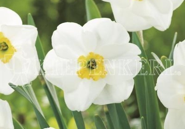 Narcissus, daudzziedu Laurens Koster 14/16