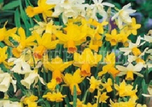 Narcissus Botanische Narcissus Mischung 10/11