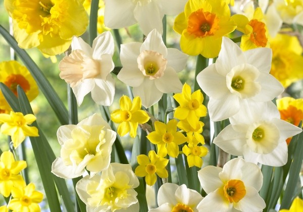 Narcissus, botāniskā Spectrum Fragrant Mix 10/12