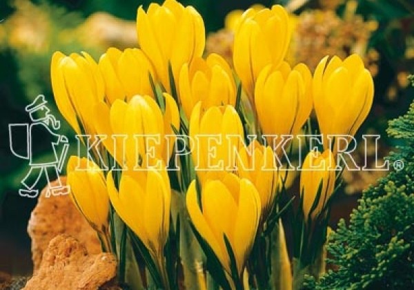 Crocus vernus Großer Gelber 8/9