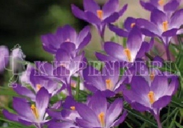 Crocus tommasinianus Lilac Beauty 5/7