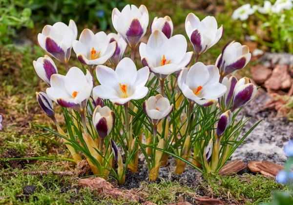 Crocus chrysanthus Panda 5/7