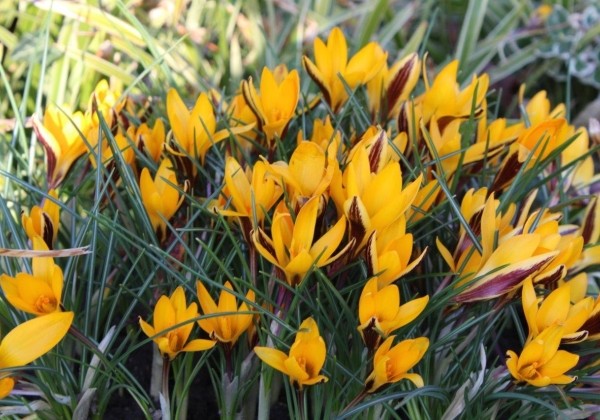 Crocus angustifolius 5/7