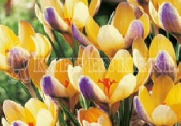 Crocus chrysanthus Advance 5/7