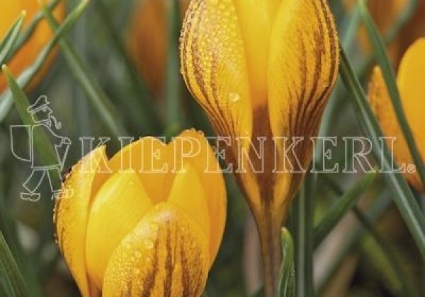 Crocus chrysanthus Dorothy 5/7