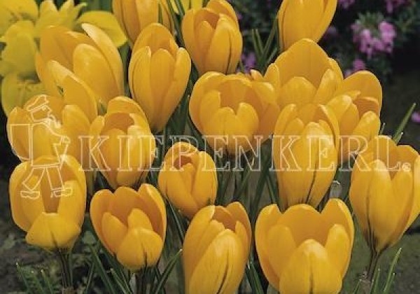 Crocus chrysanthus Goldilocks 5/7