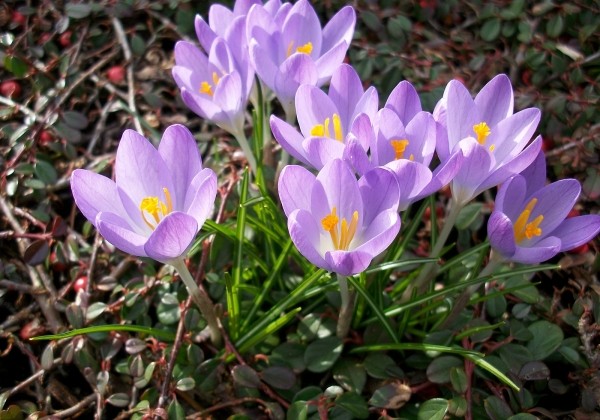 Crocus etruscus Rosalind 5/7