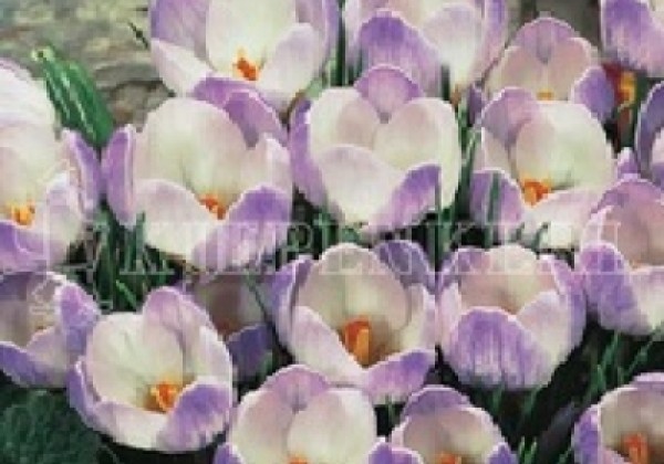 Crocus chrysanthus Blue Pearl 5/7