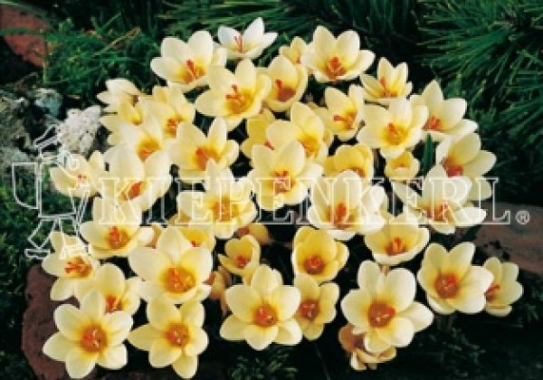 Crocus chrysanthus Cream Beauty 5/7