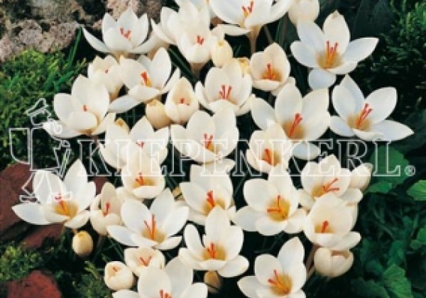 Crocus biflorus Miss Vain 5/7