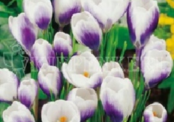 Crocus chrysanthus Prins Claus 5/7