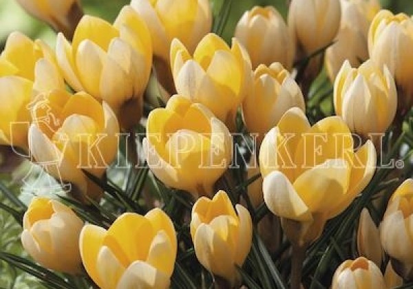 Crocus chrysanthus Romance 5/7