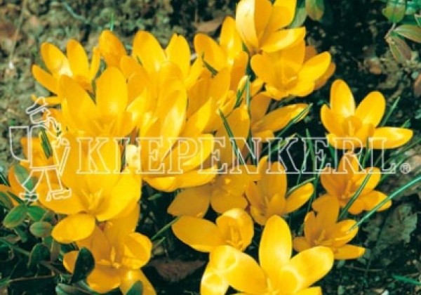 Crocus flavus  5/7