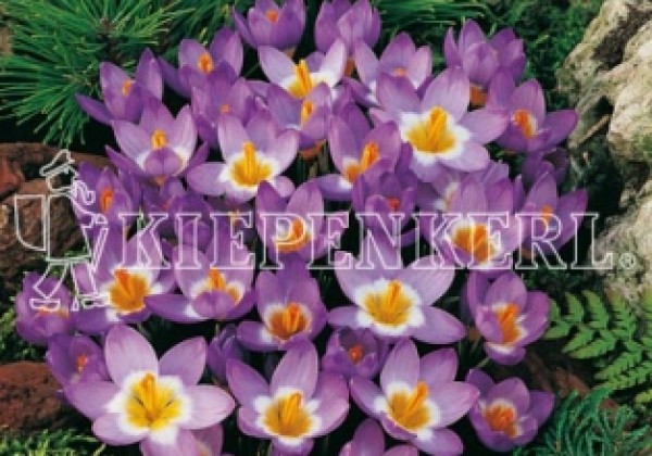 Crocus sieberi Tricolor 5/7
