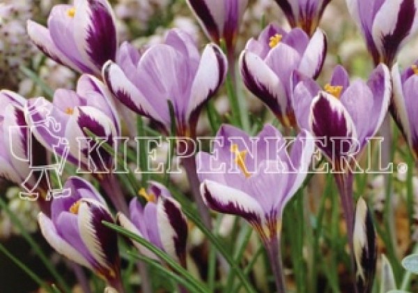 Crocus minimus Spring Beauty 5/7