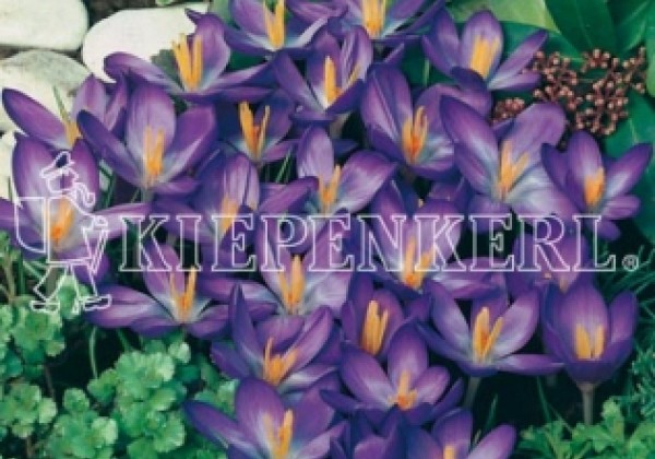 Crocus tommasinianus Ruby Giant 5/7