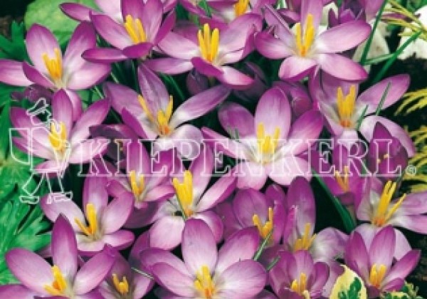 Crocus tommasinianus Whitewell Purple 5/7