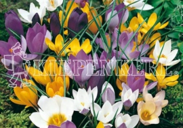 Crocus chrysanthus Mischung 5/7