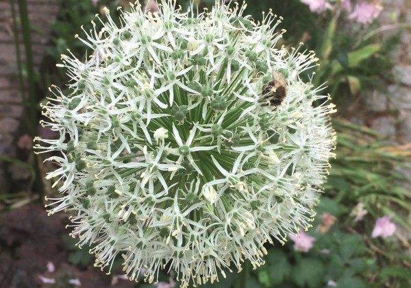 Allium Mont Blanc 20/+