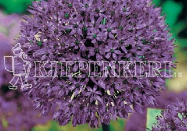 Allium Gladiator 20/+
