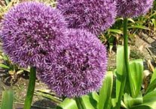 Allium Round and Purple 20/+