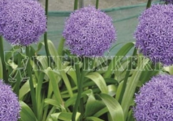 Allium Dutchman 18/20