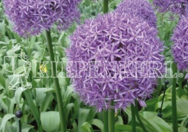 Allium Globemaster 20/+