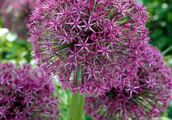 Allium Universe 20/+