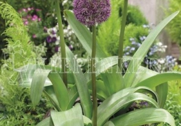 Allium Ostara 12/+
