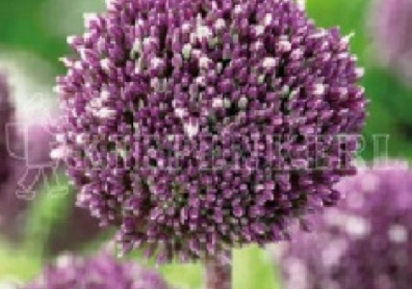 Allium Summer Drummer 12/+