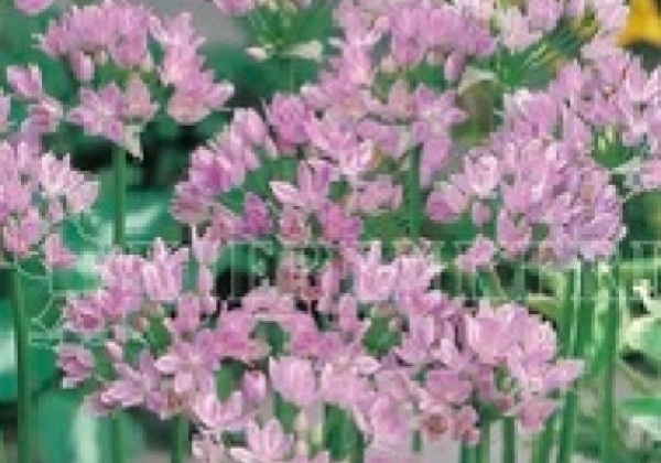 Allium unfiolium Eros 5/+